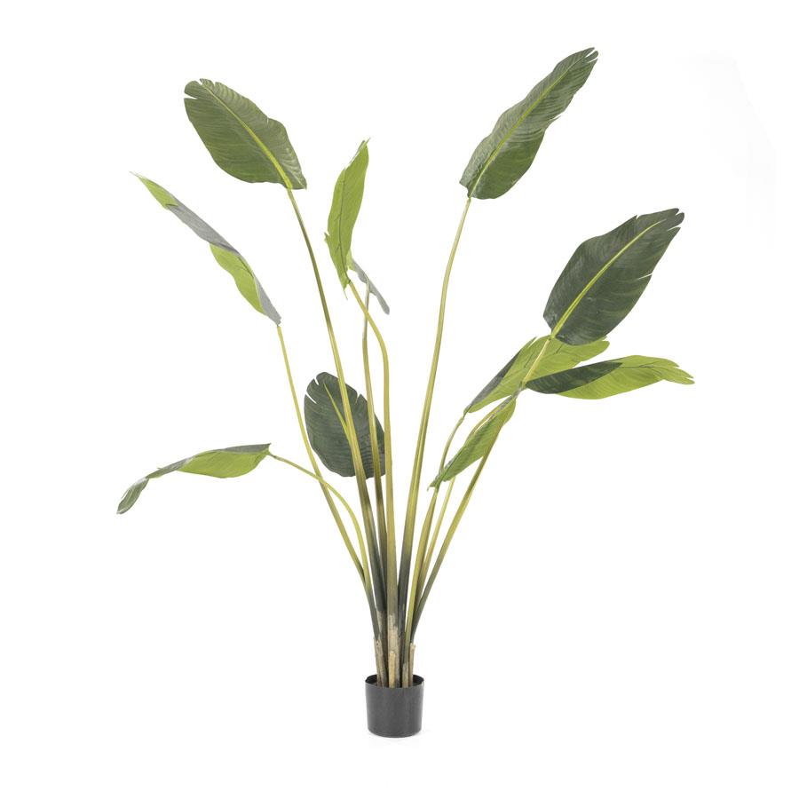 Strelitzia – medium |